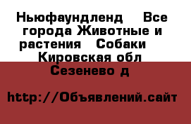 Ньюфаундленд  - Все города Животные и растения » Собаки   . Кировская обл.,Сезенево д.